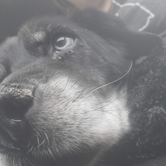 🐾my babies🐾 - Picture 11 of 11